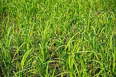 《偶像大师 灰姑娘女孩》官方宣布 将于2023年3月30日停服