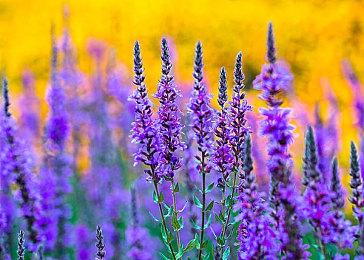 《#DRIVE Rally》Steam页面上线 卡通渲染风赛车新游